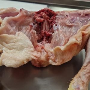 Traseros de pollo